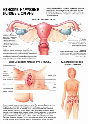 Онко Вики — Как устроена женская репродуктивная система?