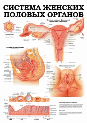 анатомия женских половых органов. диаграмма. женская репродуктивная система  схема матки и яичников Иллюстрация штока - иллюстрации насчитывающей  менструация, генетическо: 241057944