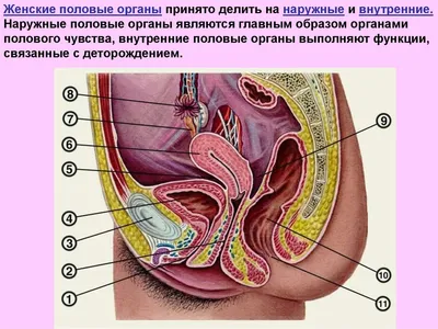 Женские наружные половые органы - плакат (ID#1604215944), цена: 31 ₴,  купить на Prom.ua