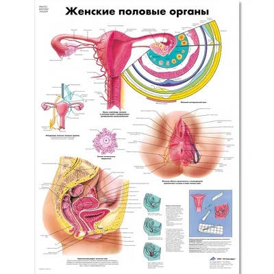 Система женских половых органов - постер (ID#1598277477), цена: 31 ₴,  купить на Prom.ua