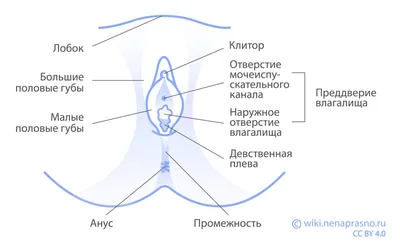 Медицинский плакат \"Женские половые органы\" - 1002309 - VR6532L - ZVR6532L  - Gynécologie - 3B Scientific