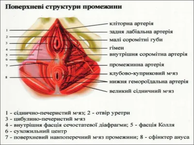 Внутренние женские половые органы плакат глянцевый А1/А2 › Купить оптом и в  розницу › Цена от завода