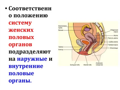 Женская репродуктивная система - Kenhub