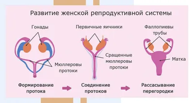 Взросление подростка: важные органы и части тела девочек | Сайт психологов  b17.ru | Дзен
