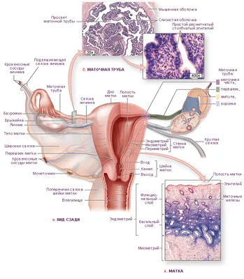 Клиническая анатомия и физиология женской половой системы - презентация  онлайн