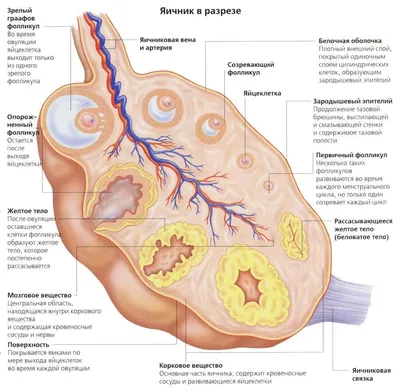Заболевания женских половых органов - Urosvit
