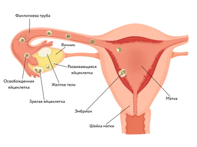 Женские половые органы | Строение женской репродуктивной системы | Биология  ЕГЭ 11 класс - YouTube