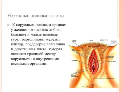 Анатомия женских половых органов