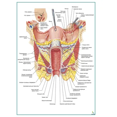 Строение женской репродуктивной системы и таза: иллюстрации с надписями |  e-Anatomy