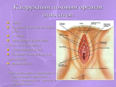 Анатомия. Система женских половых органов — Teletype