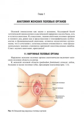 Мужские половые органы, 2 части