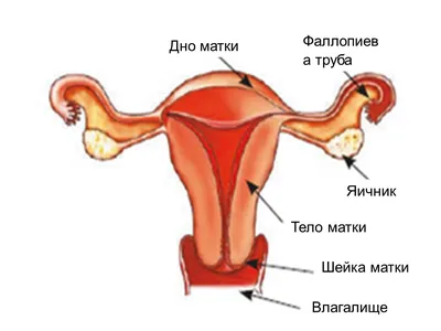 Женские половые органы, 2 части