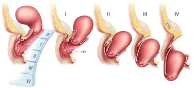 Анатомия и физиология половых органов женщин. Внутренние половые органы |  Юля Акушерка | Дзен
