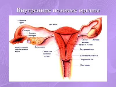 эндометрическая схема женской репродуктивной системы гинекологических  заболеваний, состояние роста внешних тканей Иллюстрация штока - иллюстрации  насчитывающей генитально, гинеколог: 240533416