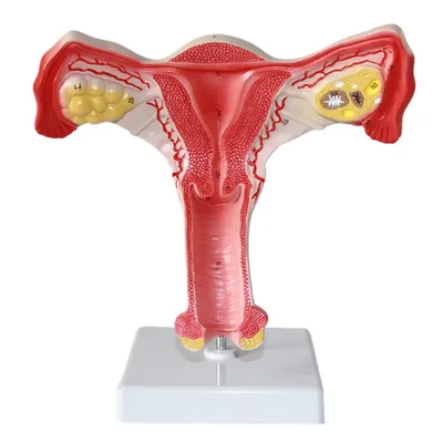Женские Половые Органы Показывающие Менструальный Цикл стоковое фото  ©imagepointfr 598741176