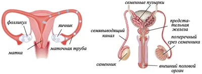 медицинский женских половых органов модель анатомии человека женский модель  матки| Alibaba.com