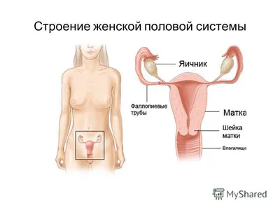 Женские половые органы, 2 части