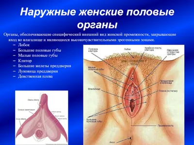 Анатомия. Система женских половых органов — Teletype