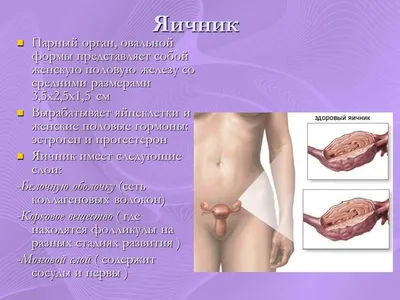 Функциональная анатомия женских половых органов
