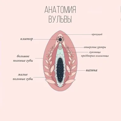 Женская Анатомия | Кристалл Экстза | Дзен