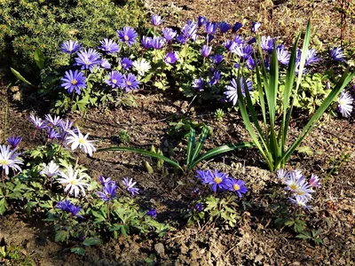 Анемона Бланда - чарующий и нежный весенний цветок. | В окружении цветов. |  Дзен