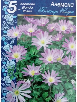 анемон бланда стоковое фото. изображение насчитывающей цветок - 226318842