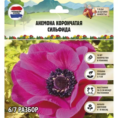 Анемона корончатая Брайд (Bride) - купить луковицы цветов с доставкой по  Украине в магазине Добродар