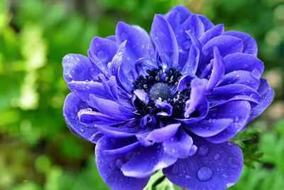 Анемона корончатая (Anemone coronaria). :: Объектив: Canon EF 28-70 mm f/  3.5-4.5 II - тестовая фотография :: Lens-Club.ru