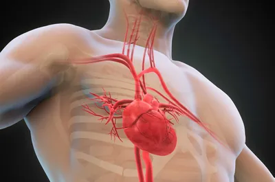 Аневризма аорты сердца – информация для пациентов — клиника «Добробут»
