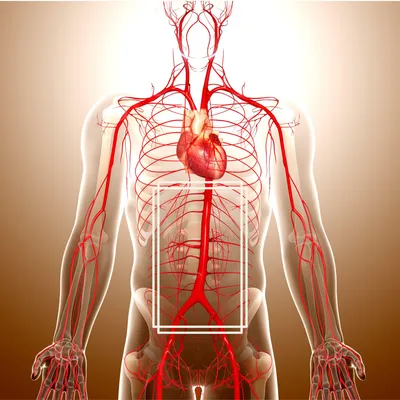 Аневризма сердца: диагностика, причины, лечение|КлинКейсКвест