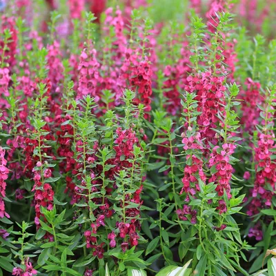 Ангелония иволистная (Angelonia salicariifolia) - PictureThis