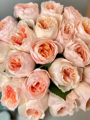 21 английских роз Juliet персикового цвета | Во Имя Розы