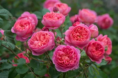 Английские розы Дэвида Остина на нашей даче: лучшие сорта | Антонов сад -  дача и огород | Дзен
