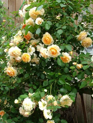Роза английская Пегас – купить в питомнике Дирижер Сада