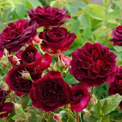 Розы старинные, английские и другие | Розы | Каталог растений | CАДиК