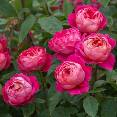 Роза английская парковая Бенджамин Бриттен. Многолетние цветы.