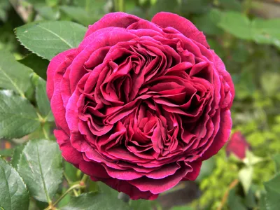 Английские розы (English Rose, Austin) - Зеленый сад