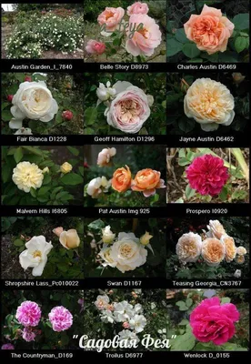 Летняя обрезка роз после цветения На фото: шикарные сорта английских роз  Добрый день, дорогие розоводы, любители… | David austin roses, English  roses, Rose garden
