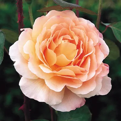 Цветочная композиция Английские розы в вазе – купить в интернет-магазине в  Москве - С-100
