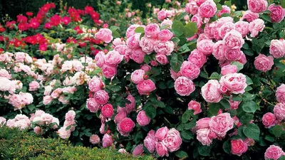 Тамора (Tamora) НОВИНКА английские розы - семейный питомник Меховских