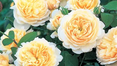 Сорта английской розы для наших садов с фото, названиями и описанием