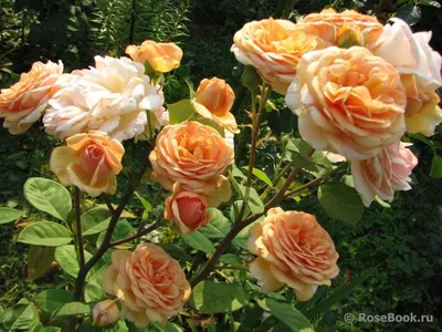 Английские розы. Лучшая английская роза для второго плана (3 зона) | Милая  Роза | Дзен