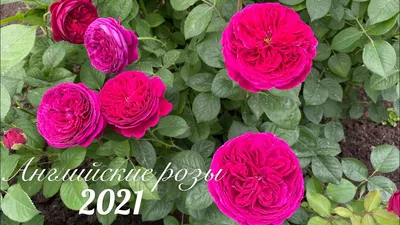 Букет из 31 английской розы David Austin по цене 10676 руб. заказать с  доставкой по Москве - свежие цветы от интернет-магазина \"Во имя розы\"