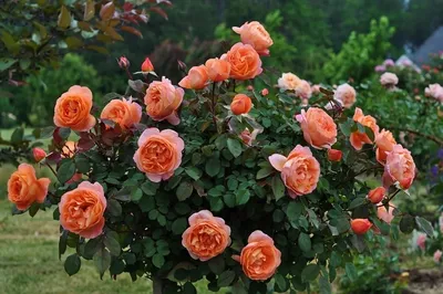 Купить английскую розу \"Бикини\" 🌺 в интернет-магазине Цветы для Вас