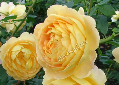 Английские розы - купить оптом, оптовые поставки цветов