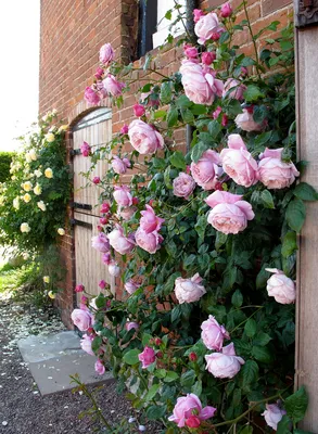 Английские розы в моем саду. Цветение роз летом 2021 года (Урал, 3 зона) -  YouTube