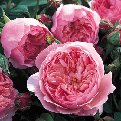 Роза английская Леди Эмма Гамильтон (Rose еnglish Lady Emma Hamilton) ОКС  осень 2024 — Питомник Летний сад