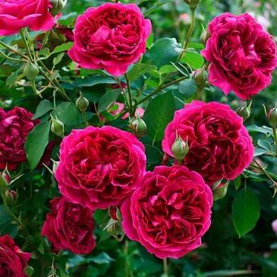 Молинью (Molineux) - Английские розы - Розы - Каталог
