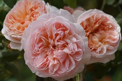 Сады роз, английские розы Дэвида Остина и плетистые розы