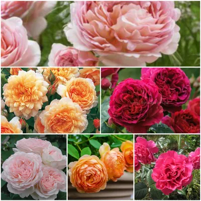 Пионовидные английские розы, которые мы заказываем каждый раз, и которые  стабильно заканчиваются в день поставки 😋 ⠀ Розы сорта Лондон Ай… |  Instagram